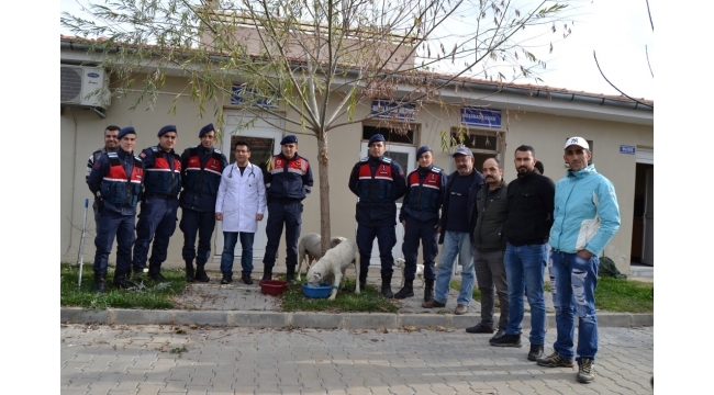 Köpekleri ölüme terk ettikleri ileri sürülen 3 şüpheliye gözaltı