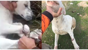 Turgutlulu avcılar ölüme terk edilen 3 can dostu kurtardı