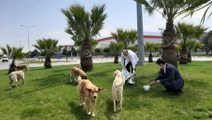 Belediyeden Sokak Hayvanları İçin Mama