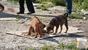 Can Dostlarımızı İhmal Etmiyorlar