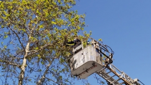 İtfaiyeden Kuş Kurtarma Operasyonu