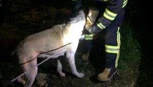 Kafası teneke kutuya sıkışan köpeği itfaiye kurtardı