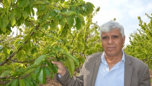 “Kiraz koronavirüsün panzehiridir”.