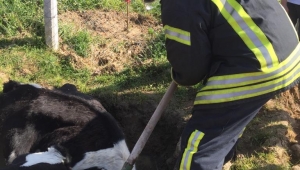 Balçığa saplanan inek, itfaiye ekiplerince kurtarıldı.