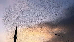 SIĞIRCIKLARIN GÖKYÜZÜNDEKİ DANSI