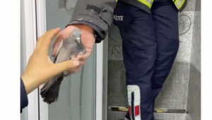 3 gündür mahsur kalan kumruyu itfaiye ekipleri kurtardı.