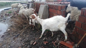 Dam çöktü 40 koyun itfaiye tarafından kurtarıldı