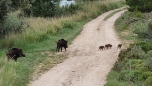 Aç kalan domuzlar yüzerek sahile çıktı
