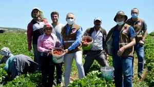  KÖPRÜBAŞI ÇİFTÇİSİNİN YÜZÜNÜ ÇİLEK GÜLDÜRÜYOR 