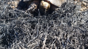 20 dönümlük ormanlık alan zarar gördü. 