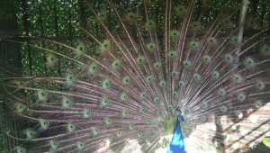 Atatürk Kent Parkı’nın Yeni Sakinleri