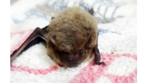 Eve giren yarasayı itfaiye ekipleri çıkarttı