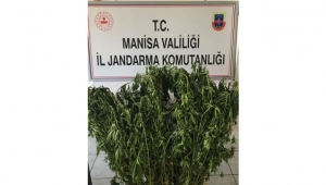 Kayrak’ta ormanlık arazide 125 kök Hint keneviri ele geçirildi