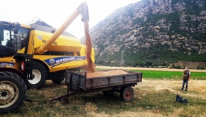 Manisa'da buğday, arpa hasat sezonu başladı