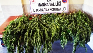 Ahmetli’de ormanlık alanda 53 kök kenevir ele geçirildi