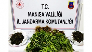 Avşar’da 48 kök kenevir ve 750 gram kubar esrar ele geçirildi