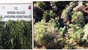 Bir kenevir operasyonu da Ayvacık’ta! 135 kök kenevir ele geçirildi (GÖRÜNTÜLÜ)