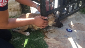 Demir kapıya sıkışan yavru köpeğe dakikalarca şemsiye tuttu