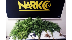 Evde kenevir bitkisi yetiştiren 2 şahıs gözaltına alındı