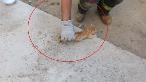 İki duvar arasında mahsur kalan yavru kediyi itfaiye kurtardı