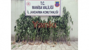 Mısır tarlasında 52 kök kenevir bitkisi ele geçirildi