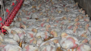 Oxfordlu Derya'dan Japonlara yılda 1 milyon piliç ihracı