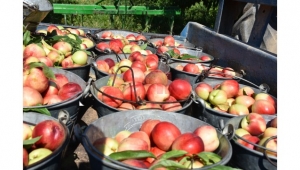 Şeftalide hasat başladı