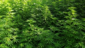 Sivrice’de 10 bin 350 kök Hint keneviri ele geçirildi