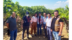 'Superior Seedless' çeşidi için 2021 yılı hasat ve ihraç tarihleri belirlendi