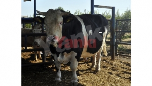 Turgutlu’da 2 ton 500 kiloluk ‘Çakır Efe’ alıcısını bekliyor