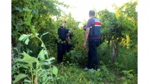 Üzüm bağında 1924 kök Hint keneviri ele geçirildi