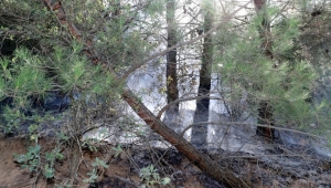Alaşehir'de orman yangını
