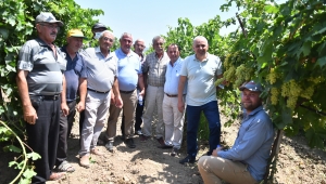 CHP’den Hükümete ‘Üzüm 2 Doların Altına Düşmesin’ Çağrısı 