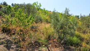 Spil Dağı'na 42 yıldır ağaç dikiyor