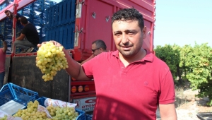 Sultaniye üzümünde hasat başladı, ilk ürünler Rusya ve Avrupa ülkelerine