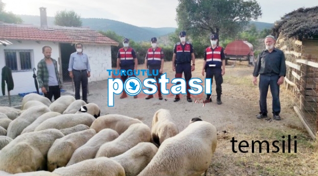 Kaybolan koyunları jandarma buldu