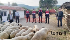 Kaybolan koyunları jandarma buldu