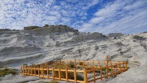 Kum zambakları, belediye tarafından koruma altına alındı. 