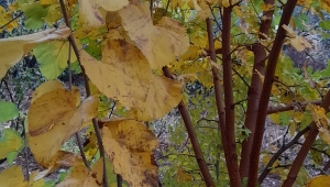 Sonbahar güzelliklerinden