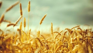 Tahıllar ve diğer bitkisel ürünler ile sebzelerin bir önceki yıla göre azalacağı tahmin edildi