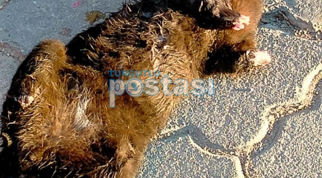 Turgutlu’da vahşet: 2 kediyi ayakları kesilmiş halde ölü bulundu