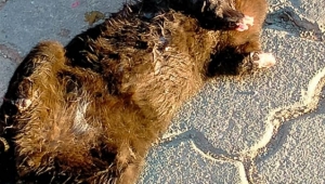 Turgutlu’da vahşet: 2 kediyi ayakları kesilmiş halde ölü bulundu