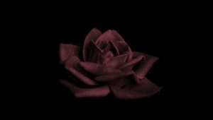 Aramızdan Ayrılanlar