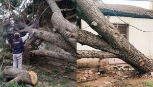 Turgutlu’da fırtına ağaçları devirdi