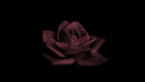 Türk Ailesinin Acı Günü