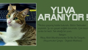 Yuva Aranıyor!