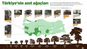 Türkiye'nin anıt ağaçları zamana meydan okuyor
