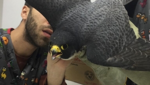 Yaralı atmacayı ceketiyle yakaladı 