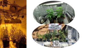 9 kök skunk adı verilen uyuşturucu bitki ele geçti