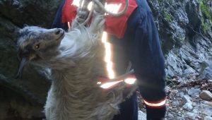 Kanyonda düşen oğlağı itfaiye kurtardı